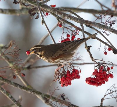 :: Redwing ::
