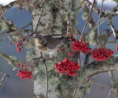 Fieldfare