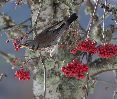 : Fieldfare ::