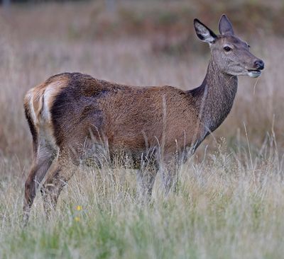 Red Deer