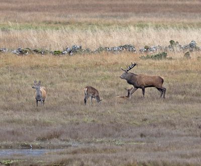 Red Deer