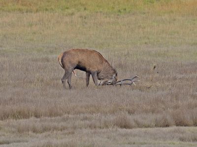 Red Deer