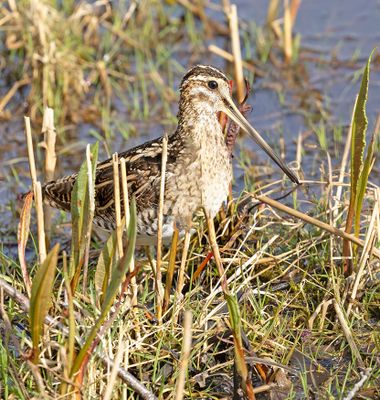 Common Snipe