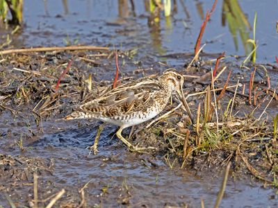 Common Snipe
