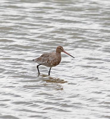 Black-tailed Godwit