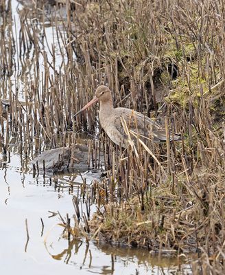 Black-tailed Godwit