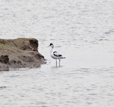 Avocet