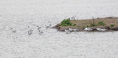 Avocet