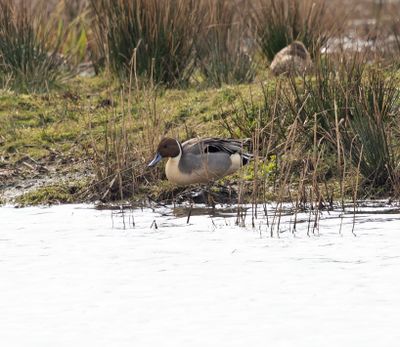 Pintail