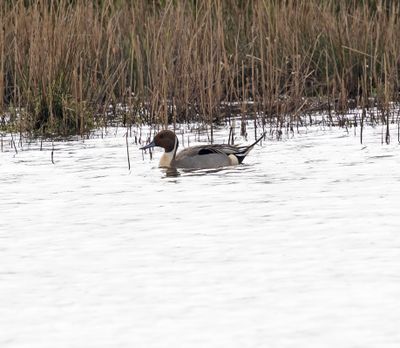 :: Pintail ::