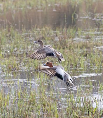 Wigeon