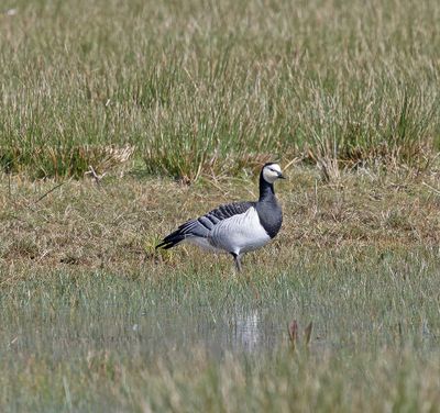 Barnacle Goose
