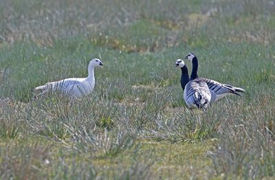Barnacle Goose