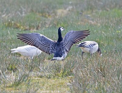 Barnacle Goose