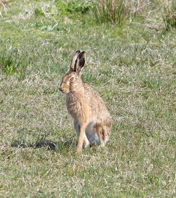 Brown Hare