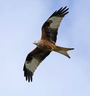 :: Red Kite Show::