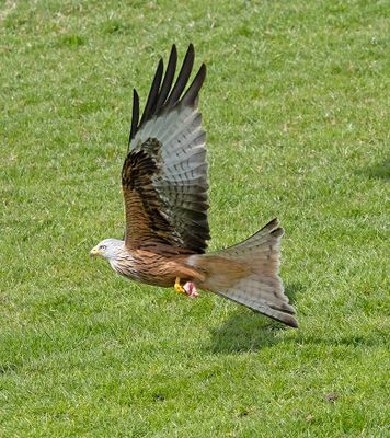 Red Kite