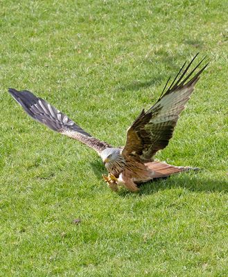 Red Kite