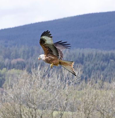 :: Red Kite Show::