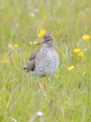 :: RECENT PHOTOGRAPHS ::