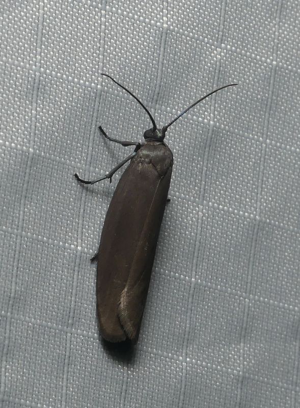 Moth