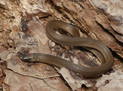 Rough Earth Snake - Virginia striatula