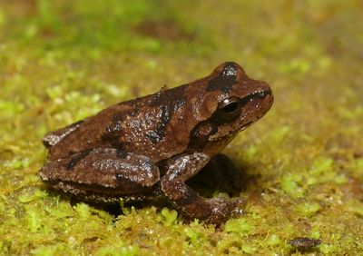 Pine Woods Treefrog - Hyla femoralis