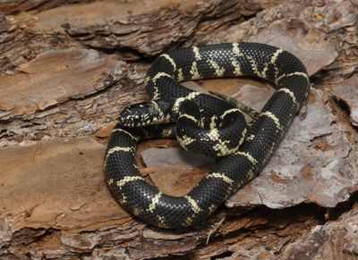 Eastern Kingsnake - Lampropeltis getula