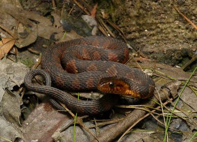 Banded Water Snake - Nerodia fasciata