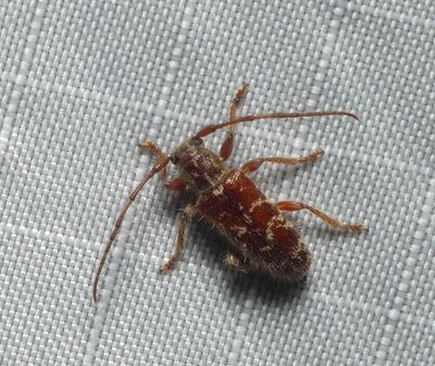 Beetle