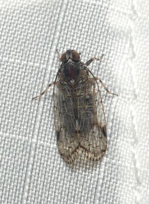 Bug