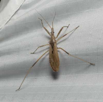 Bug