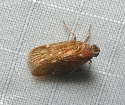 Bug