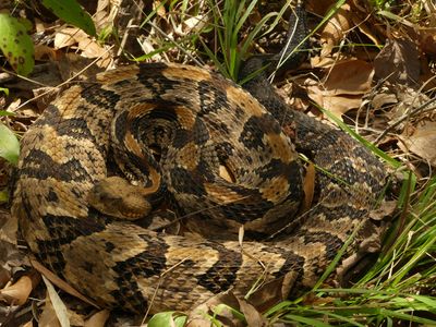 Canebrake Rattlesnake - Crotalus horridus