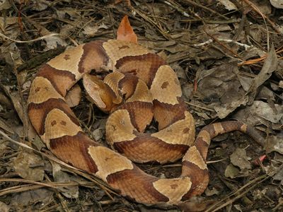 Southern Copperhead - Agkistrodon contortrix contortrix