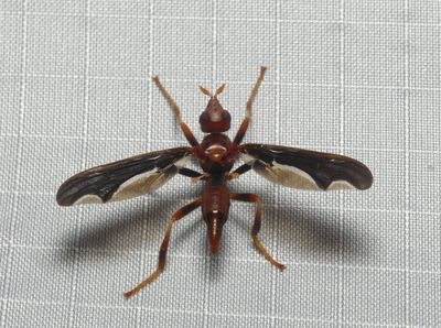 Fly