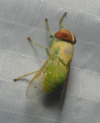 Fly