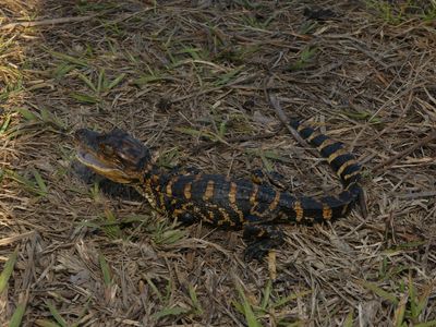 American Alligator - Alligator mississippiensis
