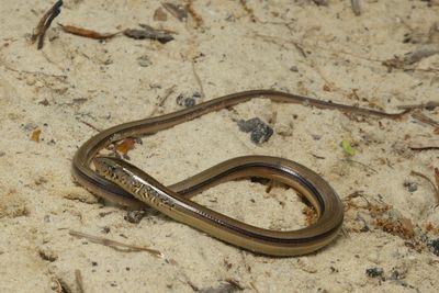 Slender Glass Lizard - Ophisaurus attenuatus