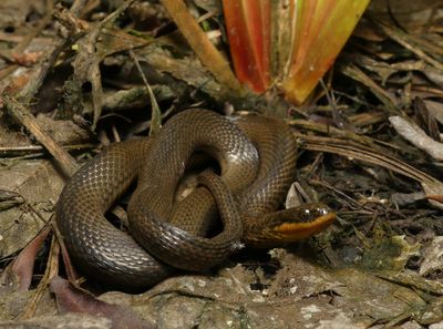 Glossy Crayfish Snake - Regina rigida