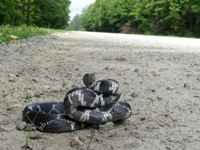 Eastern Kingsnake - Lampropeltis getula