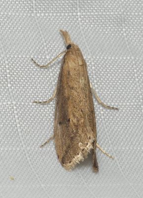 Moth