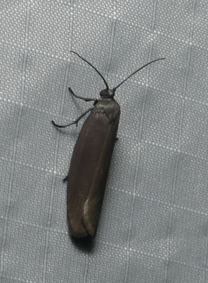 Moth