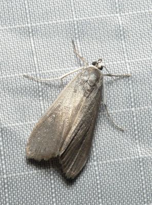 Moth