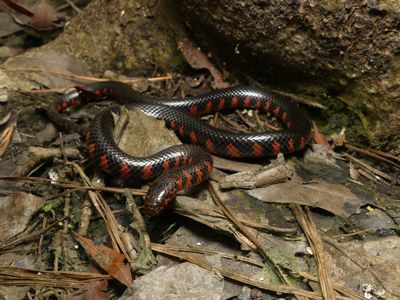 Mud Snake - Farancia abacura