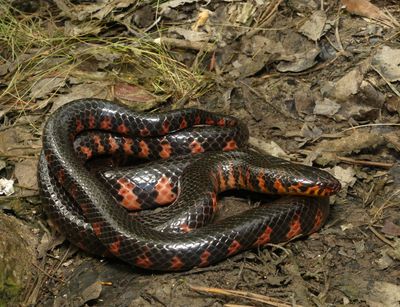 Mud Snake - Farancia abacura