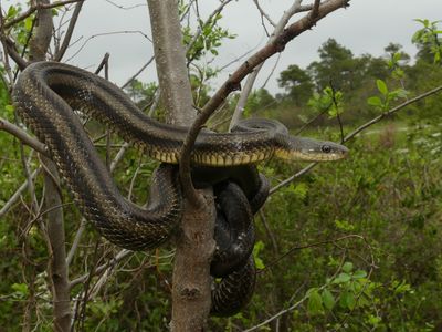 Eastern Rat Snake - Pantherophis alleghaniensis