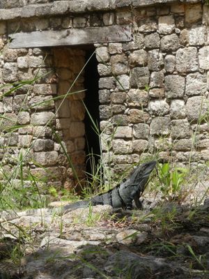 Black Spiny-tailed Iguana - <i>Ctenosaura similis</i>
