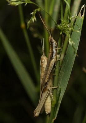 Grasshoppers - Paropomala