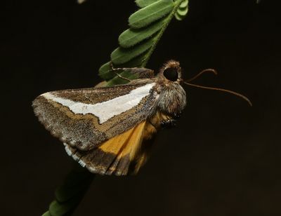 Staghorn Cholla Moth - Euscirrhopterus cosyra